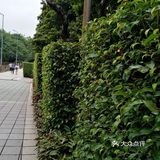 交通方便，也是广州地标之一，越秀公园