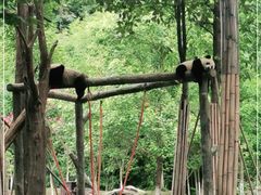-都江堰中华大熊猫苑