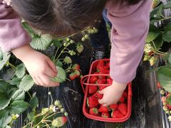 -胜丰草莓采摘园