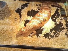 -酷以爬仙阁实体爬宠店·守宫·蜥蜴·专业繁育