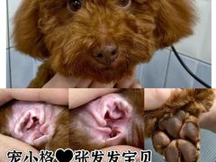 -宠小格时尚宠物生活馆(唐镇店)