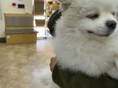 -美联众合动物医院·24h转诊中心