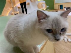 -猫和宫(六道口店)