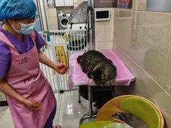 -北京观赏动物医院·24小时大型综合·猫专科·异宠专科