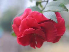 -蜀水别园(青杠树店)