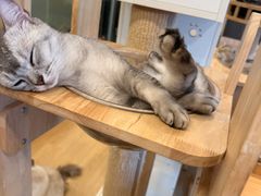-有喵·猫咖·狗咖·30几只猫10只小狗(岗厦店)