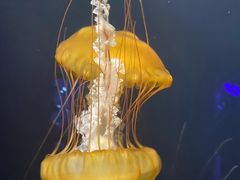 -欢乐海岸海洋奇梦馆