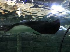 -悉尼海洋生物水族馆