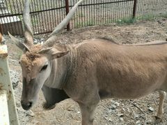 -新疆天山野生动物园