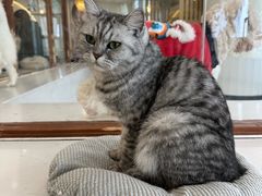 -共舞时光猫咖·狗咖(新街口店)