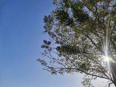 -番禺大夫山森林公园