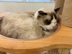 -共舞时光猫咖·狗咖(新街口店)