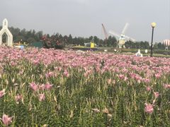 -荷兰花海