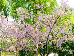 -新江湾城公园
