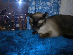 -Sirena海妖日咖夜酒