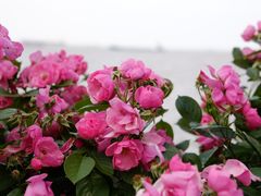 -上海滨江森林公园