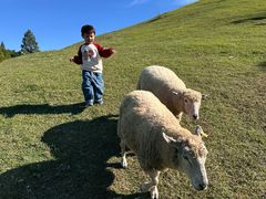-神户市立六甲山牧场