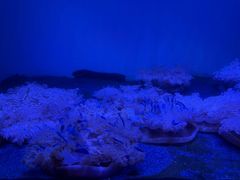 -迪拜水族馆及水下动物园