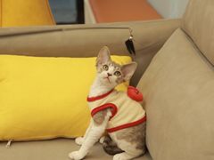 -猫十亿·布偶金渐层·曼基康矮脚猫舍(青年路店)