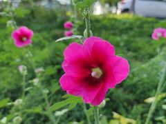 -洨河生态公园