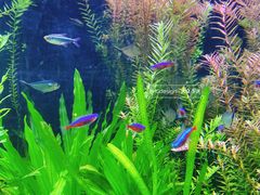 -上海海洋水族馆