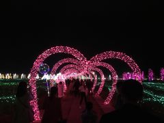 -枫林花海