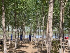 -西青郊野公园
