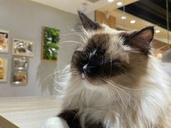 -藏猫猫咖啡主题馆(中央大道店)