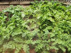 -黄山老妈·土菜(碧桂园店)