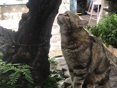 -喵屿·大理花园猫咖