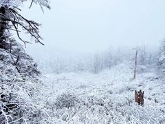 -瓦屋山景区