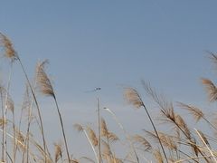 -绿堤公园