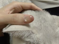 -阿噶西美甲美睫