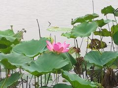 -南翔镇银翔湖公园
