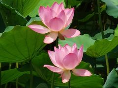 -荔湾湖公园
