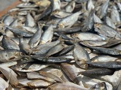 -霞涌市场海鲜摆卖区