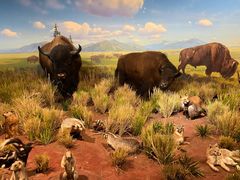 -陕西自然博物馆