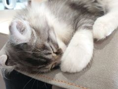 -瞄一喵猫咖(格力海岸店)