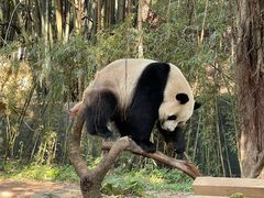 -广州长隆野生动物世界