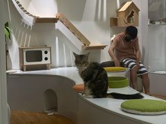 -COLOR PETS 撸猫馆·购猫·猫咖(长风大悦城店)