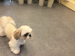 -有喵·猫咖·狗咖·30几只猫10只小狗(岗厦店)