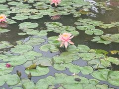 -东莞植物园