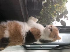 -喵的天空名猫咖啡馆·撸猫·猫舍·用品