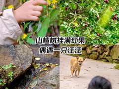 -大岭沟猕猴桃谷风景区