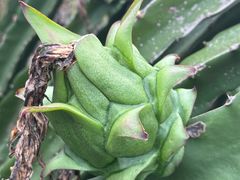 -尚果生态采摘园