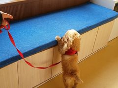 -芭比堂动物医院·犬猫全科·异宠专科(雁塔分院)