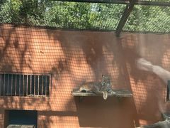 -青藏高原野生动物园