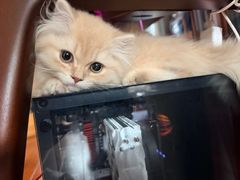 -欣宠猫屋·矮脚拿破仑·蓝金金渐层