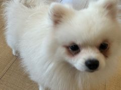 -Let's go狗咖·猫咖·奶狗·桌游(春熙路IFS店)