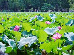 -莲池书院博物馆